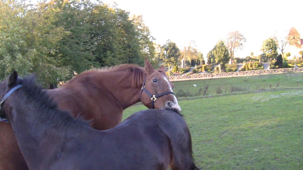 Oldenborg Mandonna billede 10