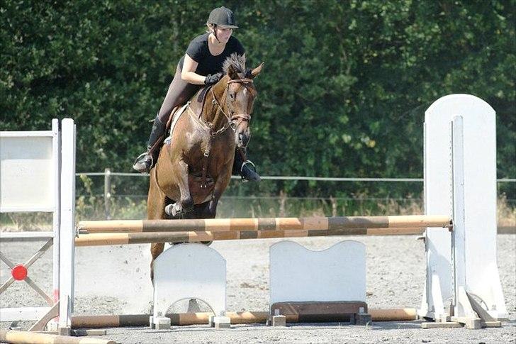 Fuldblod (XX) Adept ( himmel hest) billede 6
