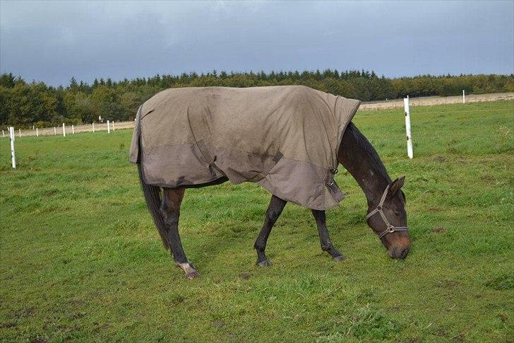 Fuldblod (XX) Adept ( himmel hest) billede 11
