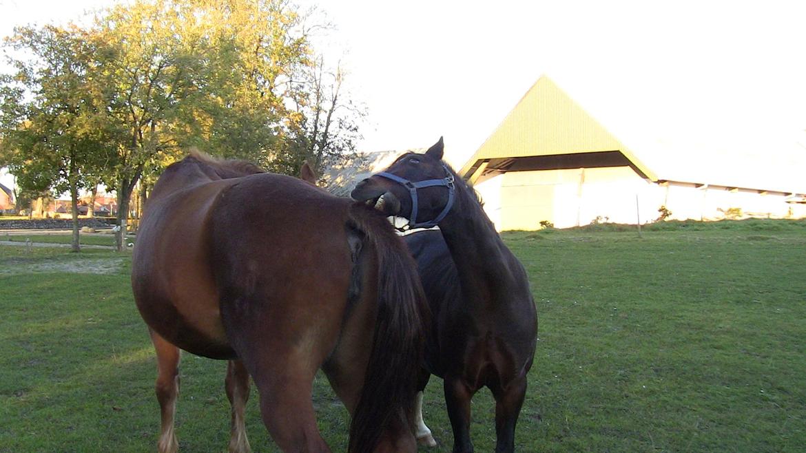 Oldenborg Mandonna billede 9