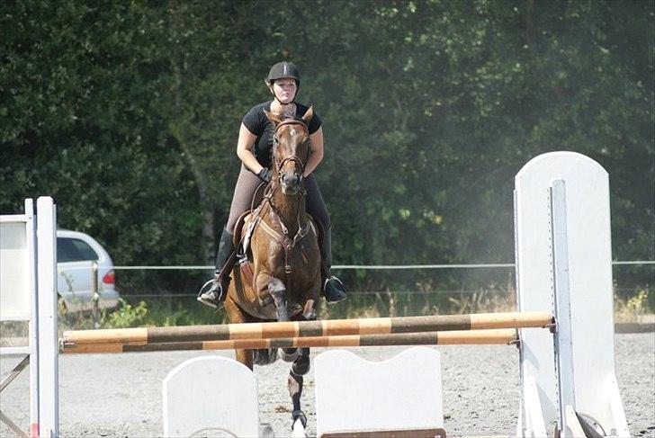 Fuldblod (XX) Adept ( himmel hest) billede 8