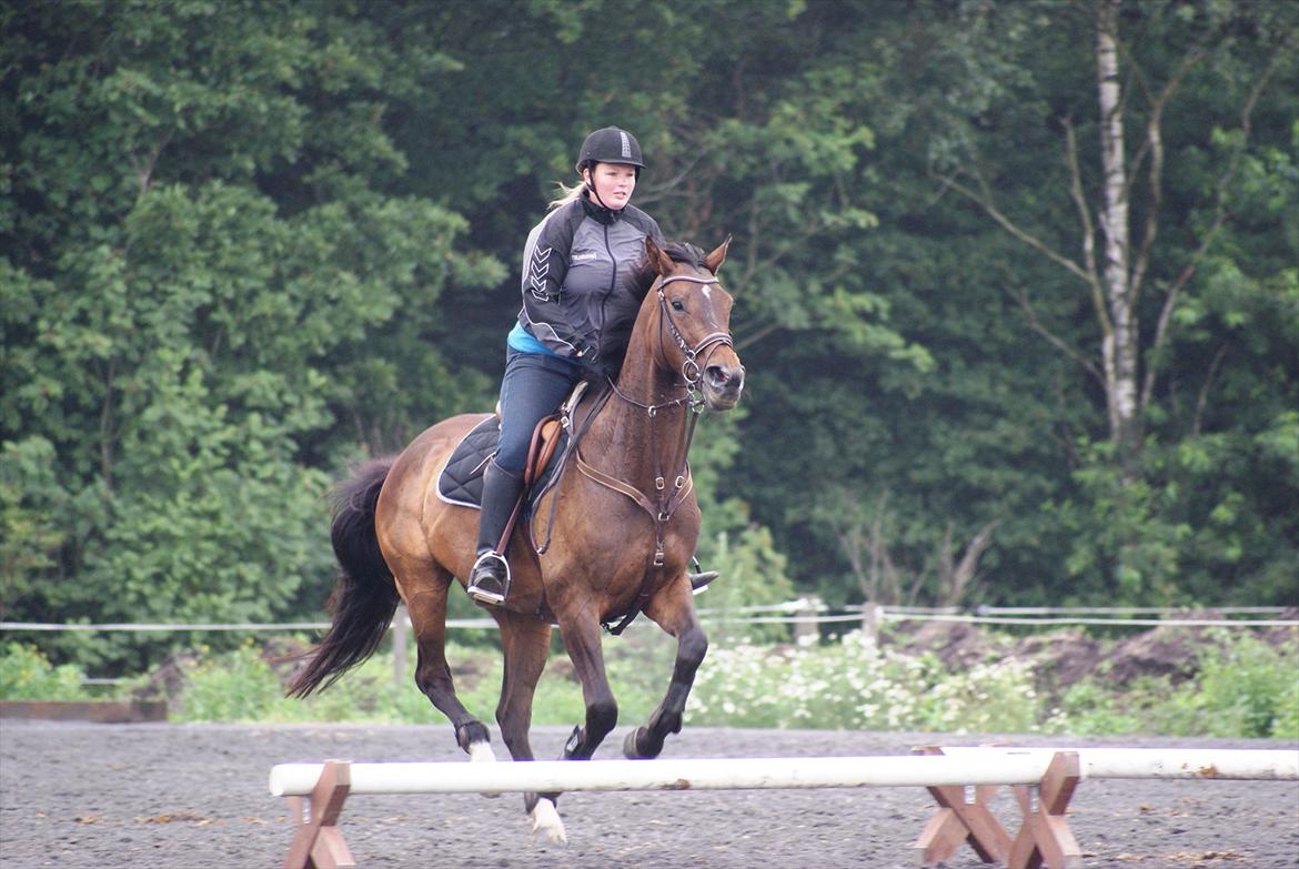 Fuldblod (XX) Adept ( himmel hest) billede 9