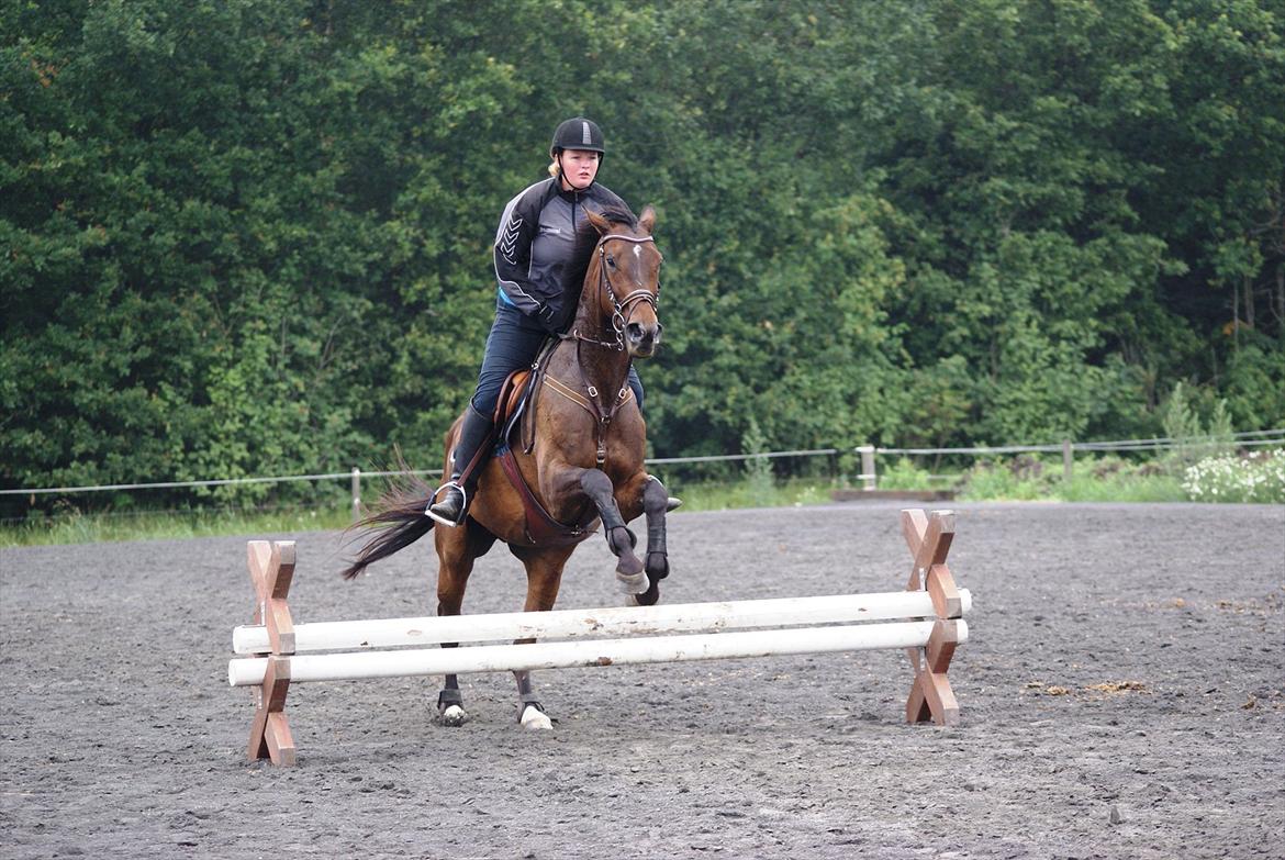 Fuldblod (XX) Adept ( himmel hest) billede 13