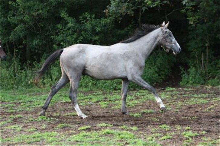 Dansk Varmblod Saxo Special - godt 2 år billede 5