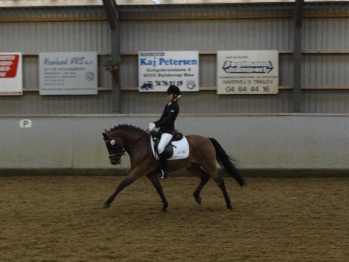 New Forest Kantje's Thierry B-pony RIP - LA6 til 68,9% 3 plads :) billede 14