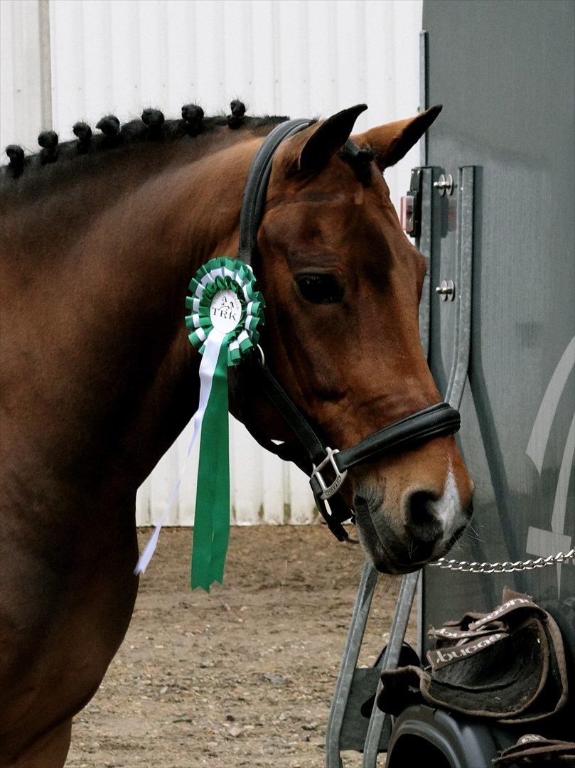 New Forest Kantje's Thierry B-pony RIP - LA6 til 68,9% 3 plads :) billede 12