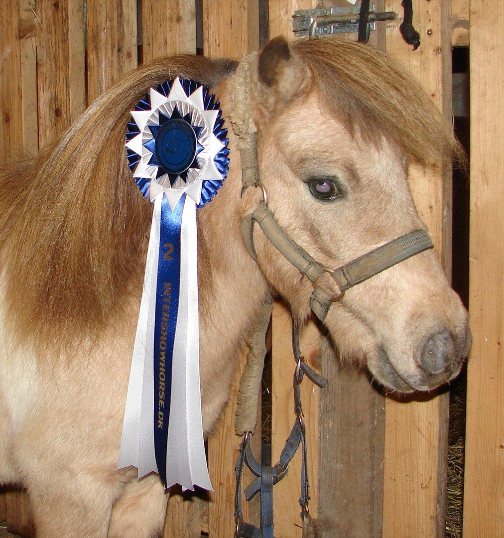 Amerikansk Miniature B & WS Gem Dandy - Dandy med sin kæmperosette for en flot 2 plads i Lækreste Hingst/Vallak oktober 2011 billede 18