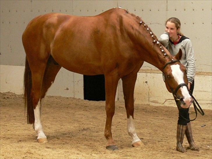 Hannoveraner Rimonti (Død) :'( - Striglekonkurrence 07, året før drengen blev aflivet :') Vil ALDRIG glemme ham, han var hesten i mit liv.. <'3 billede 18