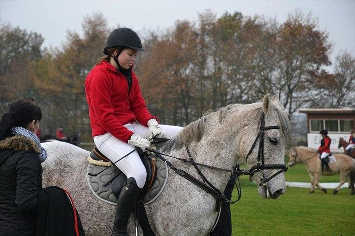 Welsh Partbred (Sec F) Donata - Hubertusjagt på kallehavegård 2011 billede 15