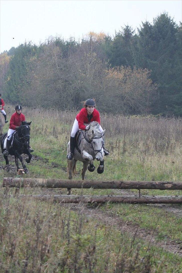 Welsh Partbred (Sec F) Donata - Hubertusjagt på kallehavegård 2011 billede 16