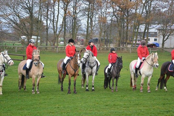 Welsh Partbred (Sec F) Donata - Sammen med Miss potter - hubertusjagt 2011 billede 17