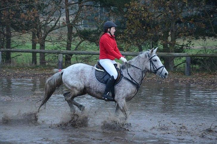 Welsh Partbred (Sec F) Donata - Hubertusjagt på kallehavegård 2011 billede 18