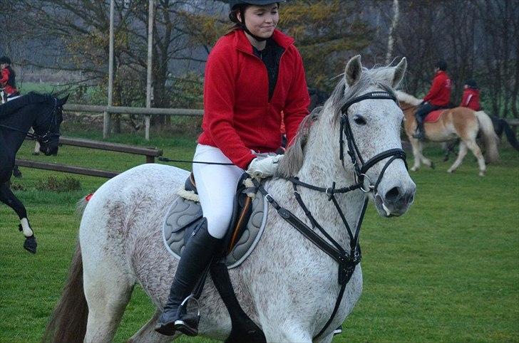 Welsh Partbred (Sec F) Donata billede 6