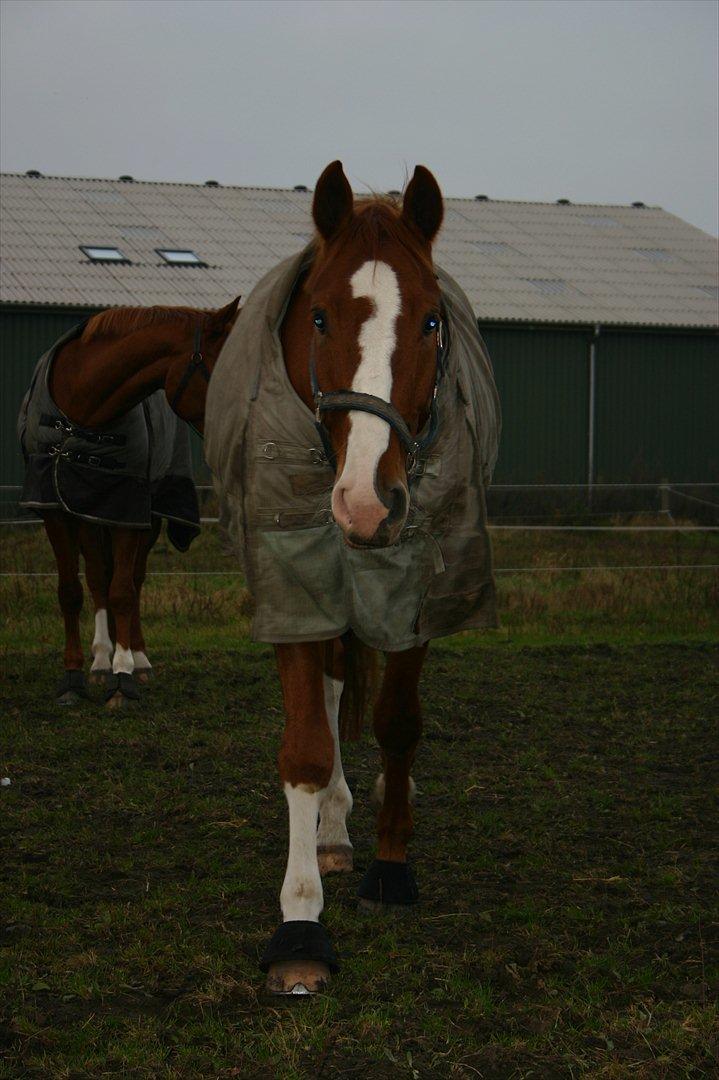 Hannoveraner Ernst August - baby <3 <3 billede 8