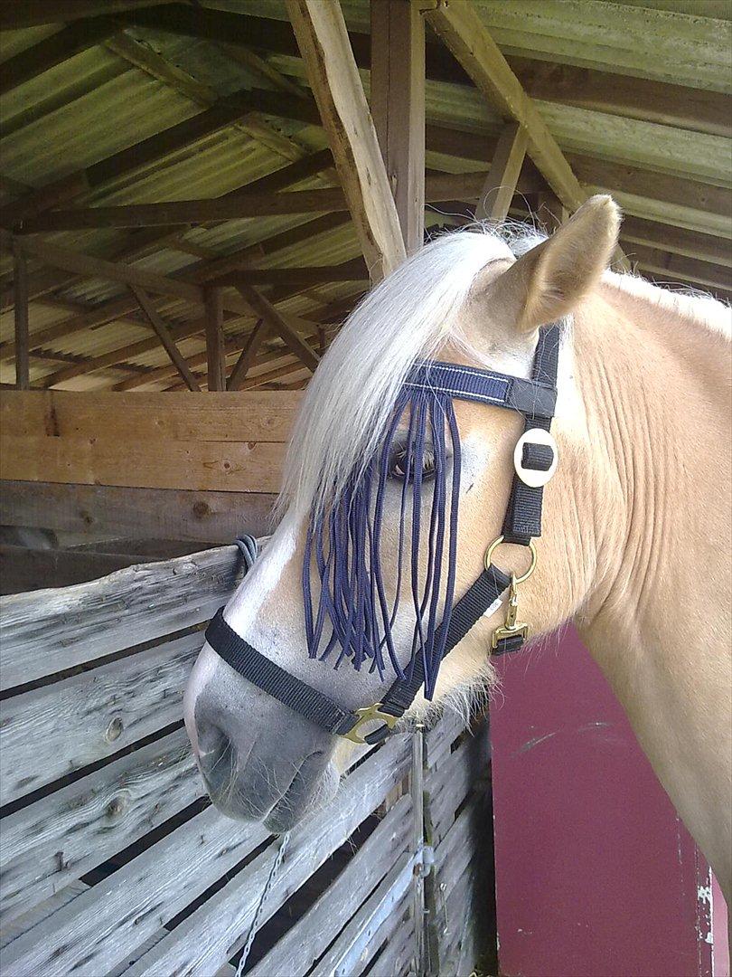 Haflinger Pasja - dyrskue 2011 billede 12