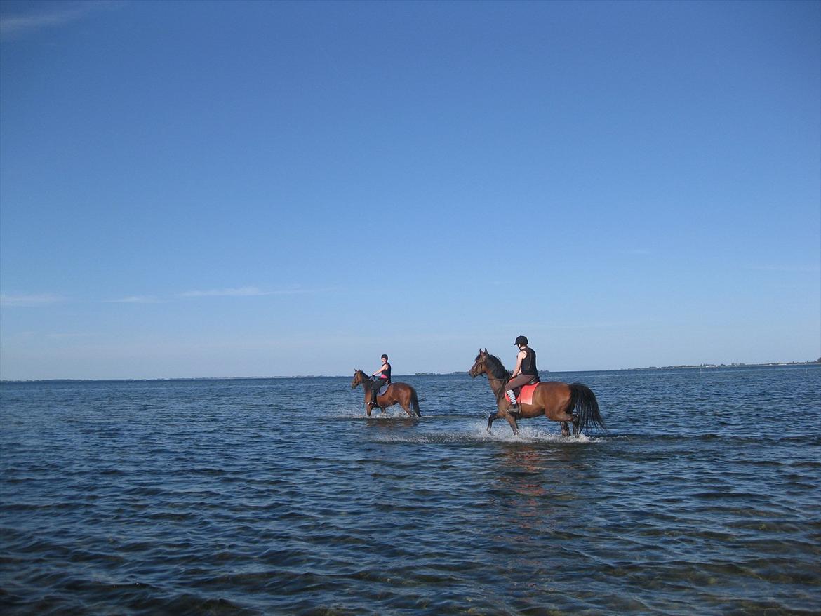 Holstener Casino <3  - Billede 18: Casino og Zareta på stranden for første gang :) billede 18