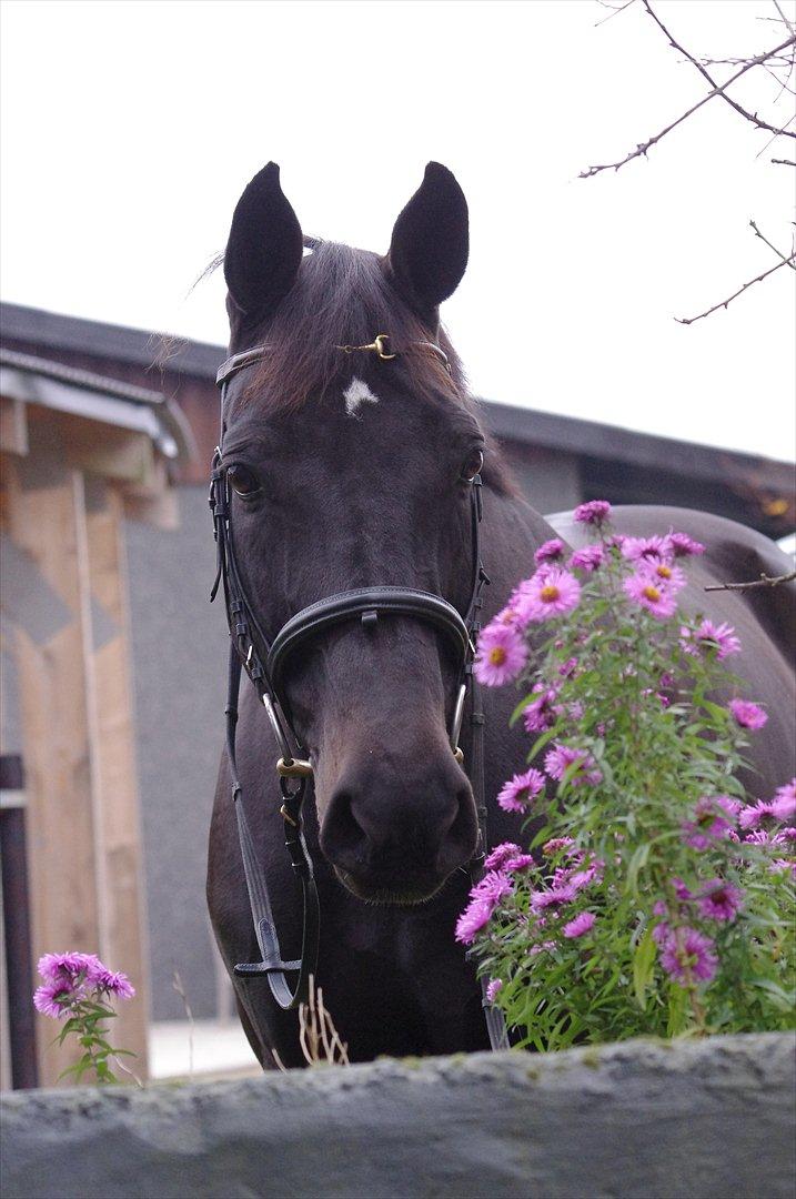 Dansk Varmblod Wincett Iii | Winnie *SJERNEN*<3 - Verdens bedste hest:** <3 - Foto Sarah Wheler :D billede 5