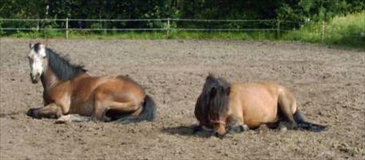 Connemara Texas Honey-Moon - Tex er gået træt :) billede 6