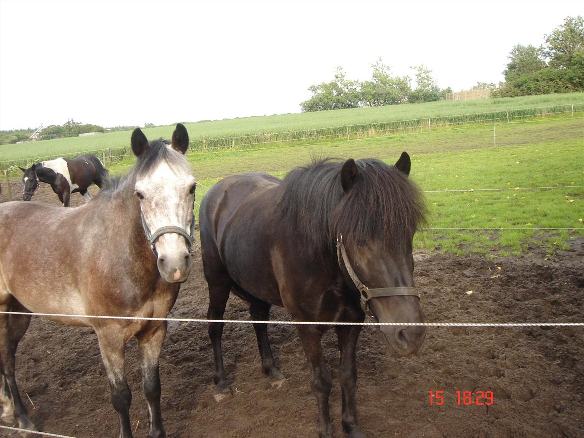 Connemara Texas Honey-Moon - Mmh, gi os noget guf! :D billede 8