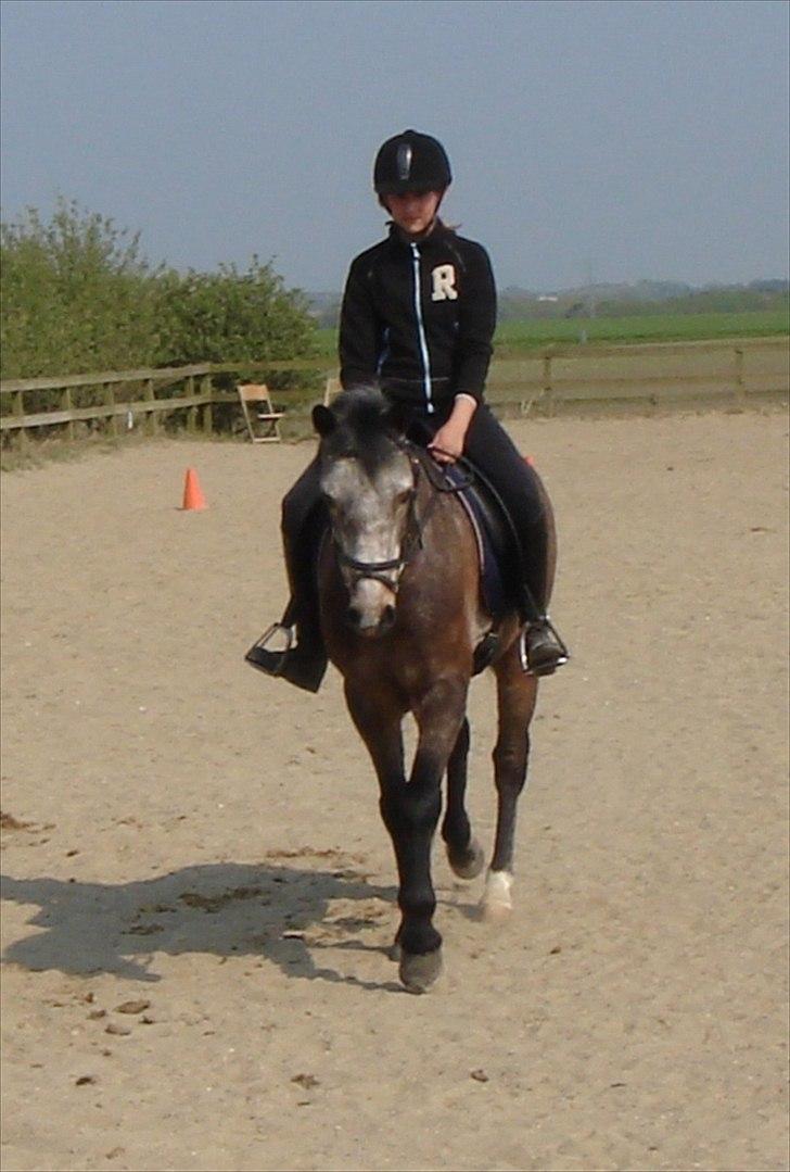 Connemara Texas Honey-Moon - Til ridemærkeprøve :) billede 10