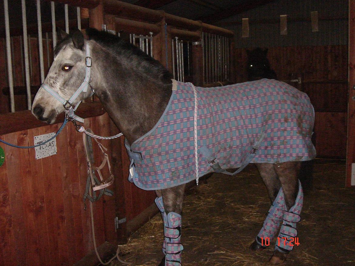 Connemara Texas Honey-Moon - min skønhed i sit fine outfit :) billede 2
