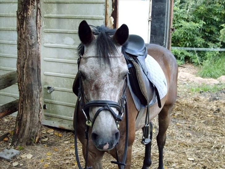 Connemara Texas Honey-Moon - For du er smukkere end smuk og du ved det godt! <3 billede 14