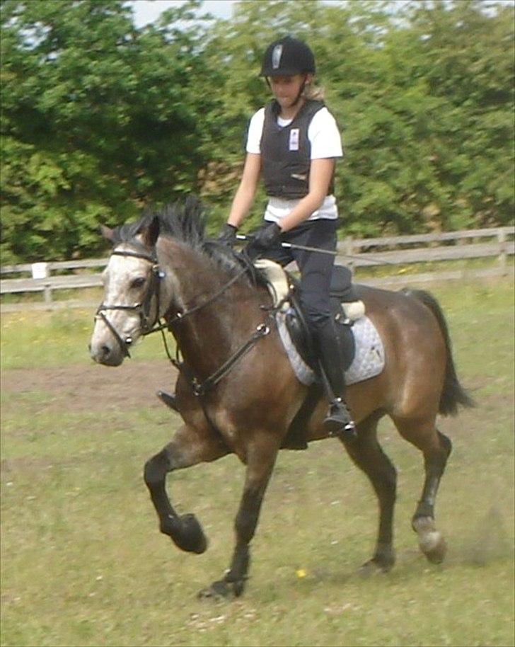 Connemara Texas Honey-Moon - Fri trav på ridelejr hos stald grauff billede 12