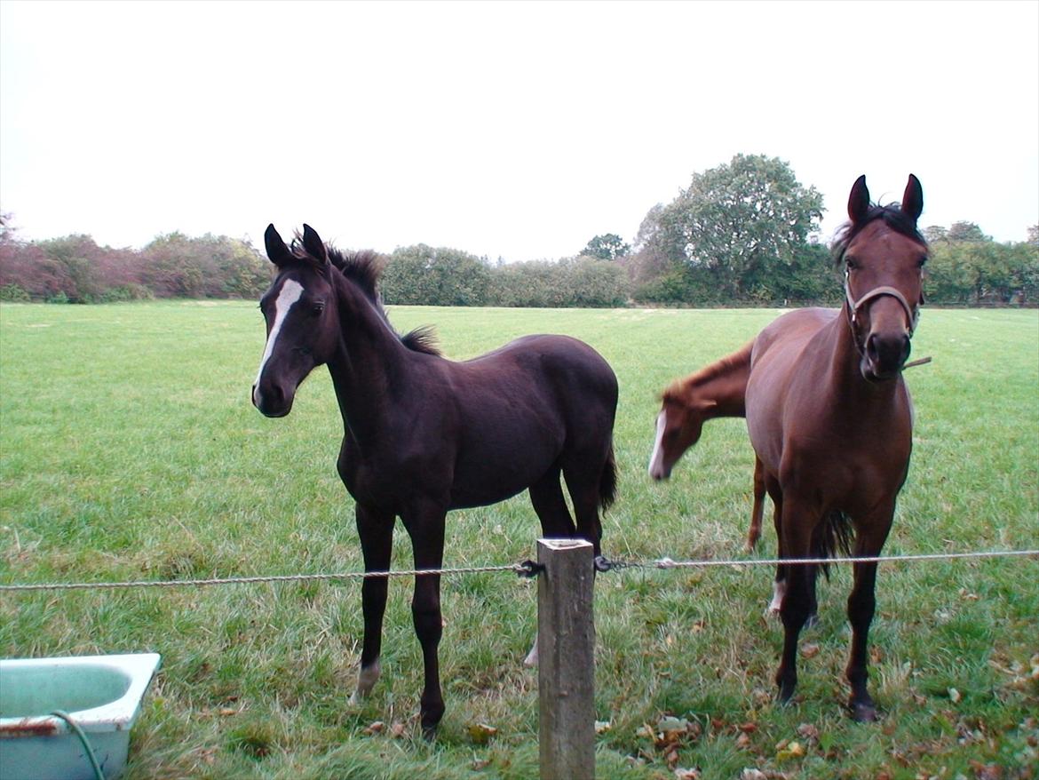 Dansk Varmblod De Negro-WI - Negro som lille føl :-) billede 10