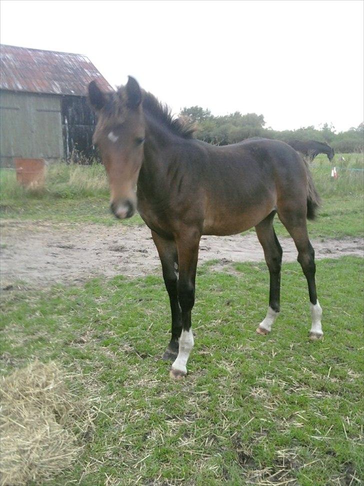 Oldenborg Annebell billede 8