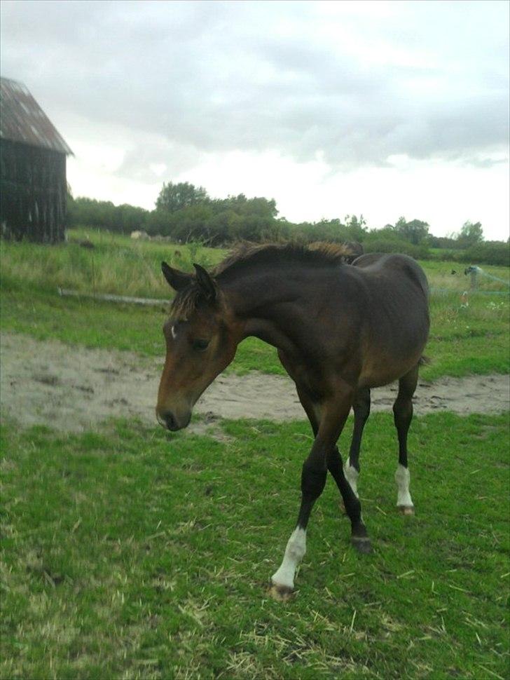 Oldenborg Annebell billede 10