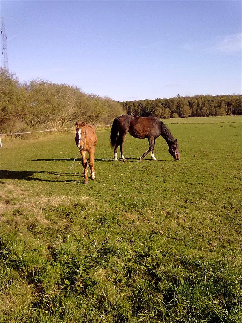 Oldenborg Annebell billede 11