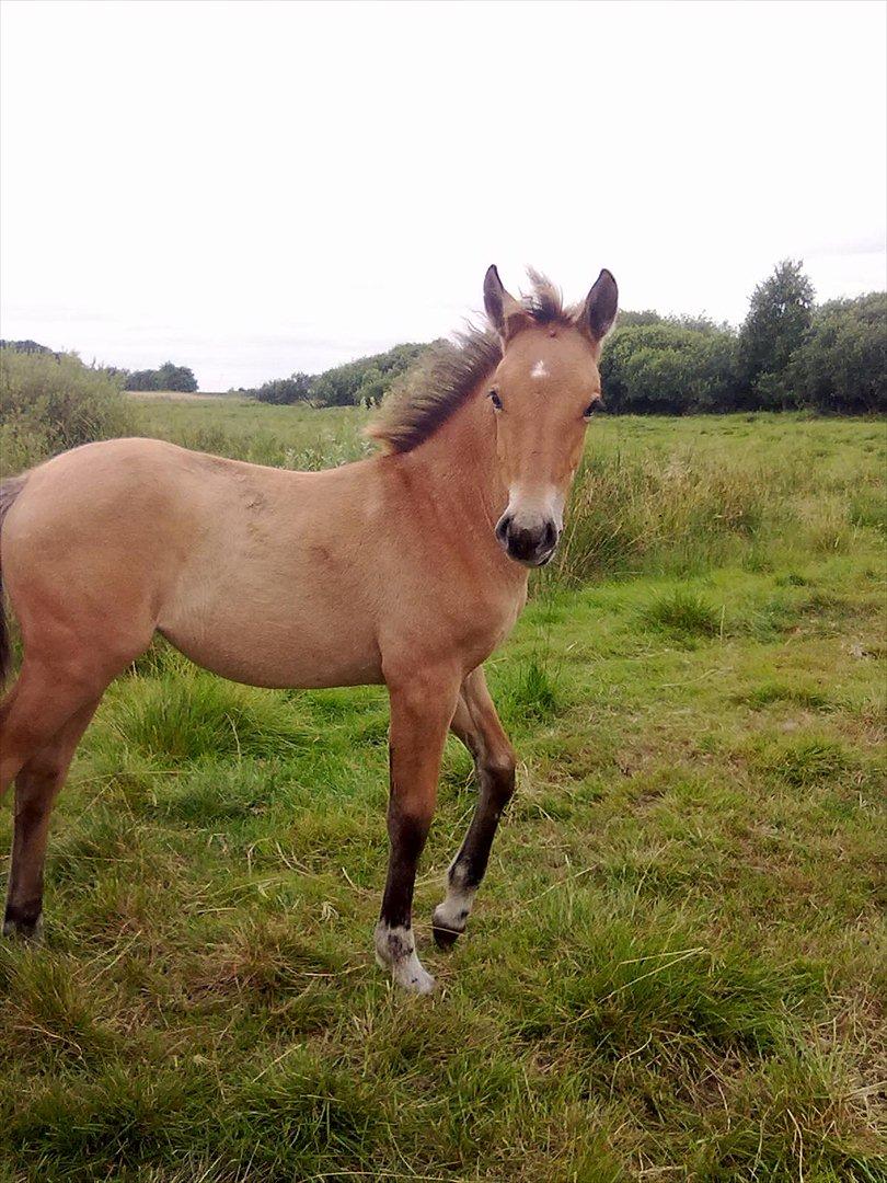 Anden særlig race Frk. Smilla billede 1
