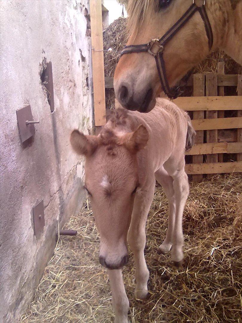 Anden særlig race Frk. Smilla billede 2