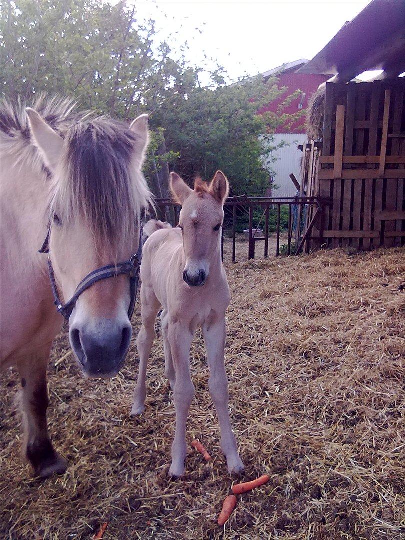 Anden særlig race Frk. Smilla billede 4