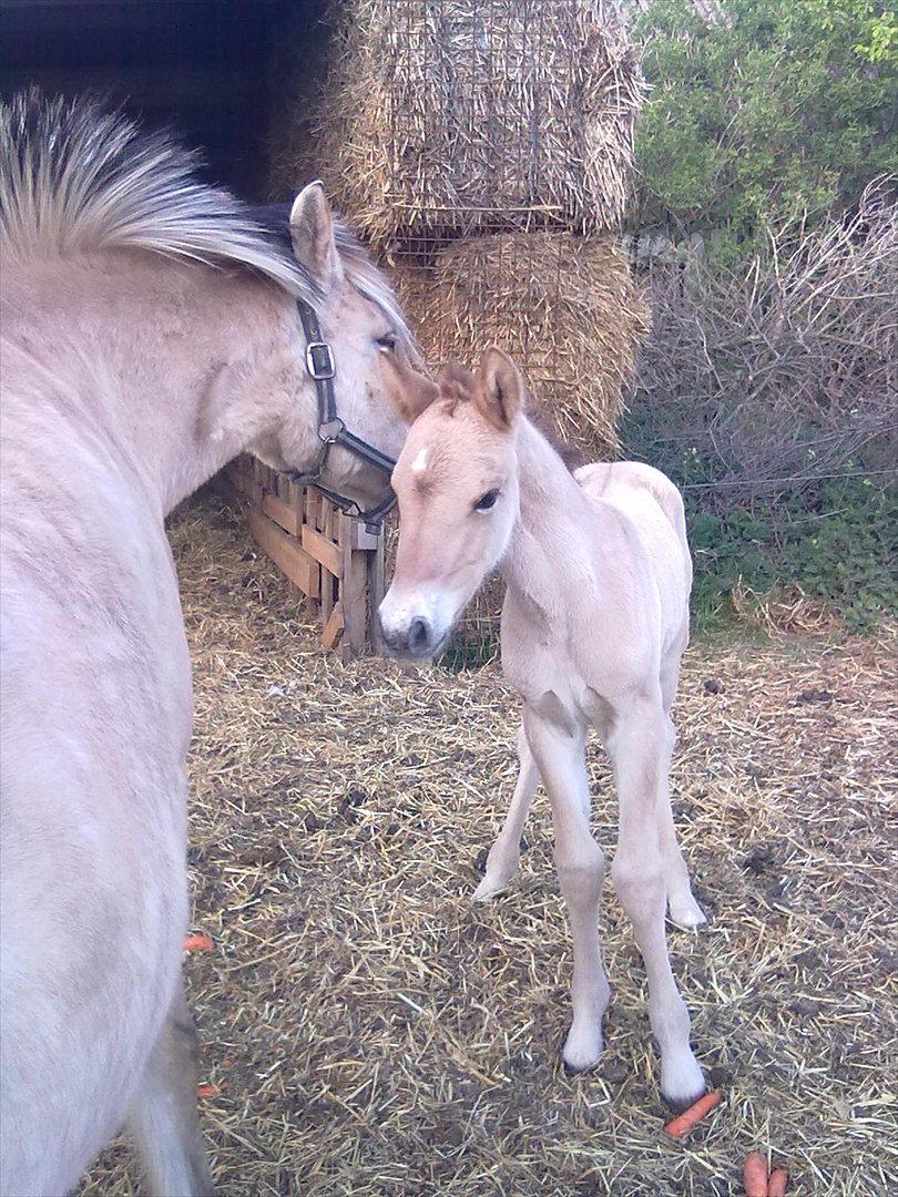 Anden særlig race Frk. Smilla billede 6