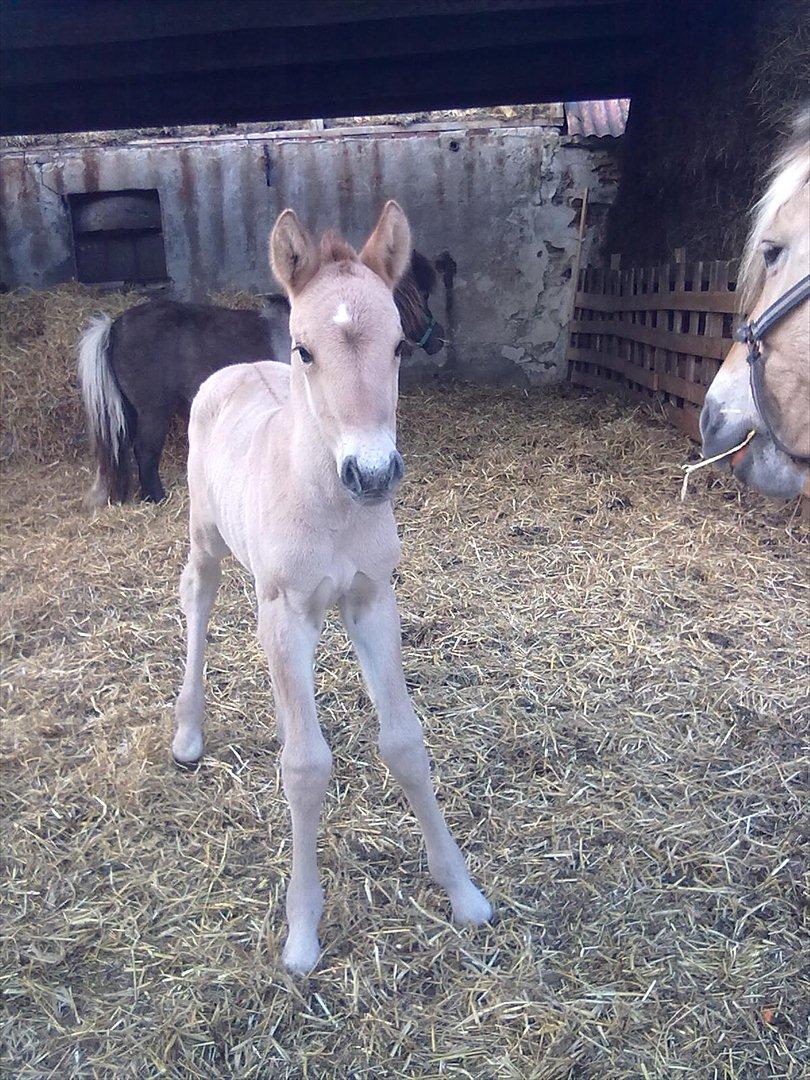 Anden særlig race Frk. Smilla billede 7