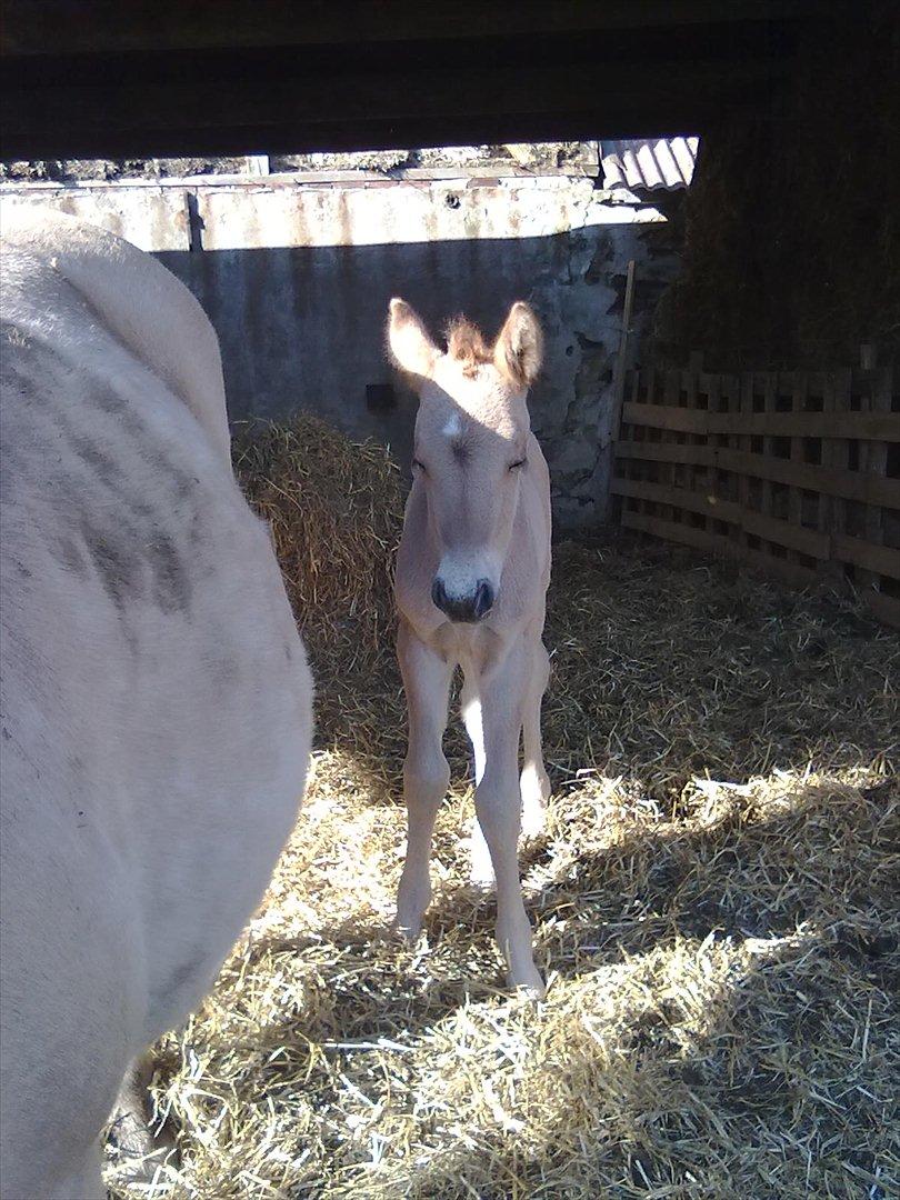 Anden særlig race Frk. Smilla billede 8