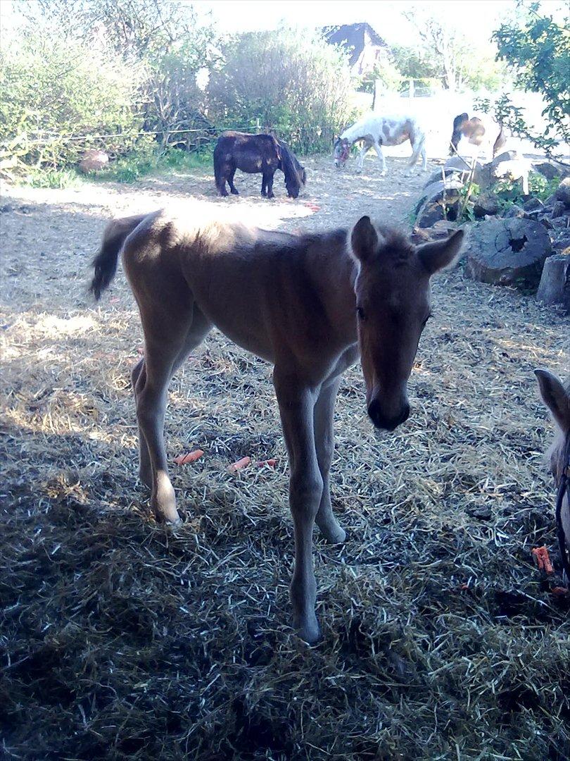 Anden særlig race Frk. Smilla billede 9