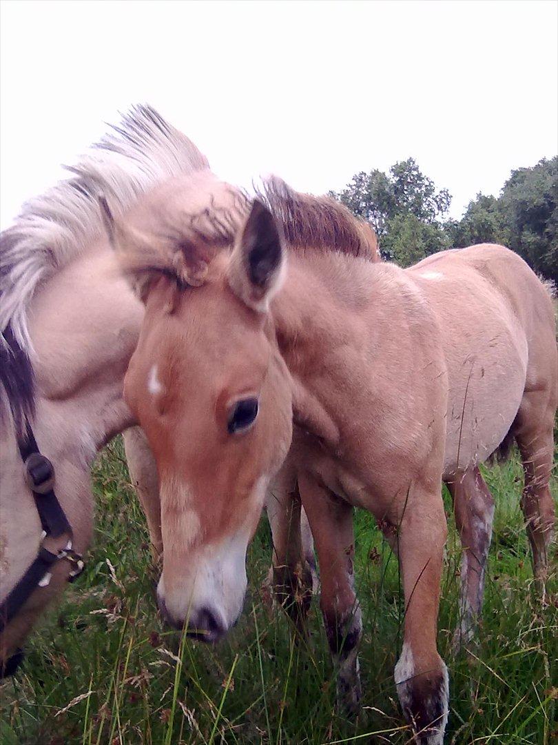 Anden særlig race Frk. Smilla billede 10