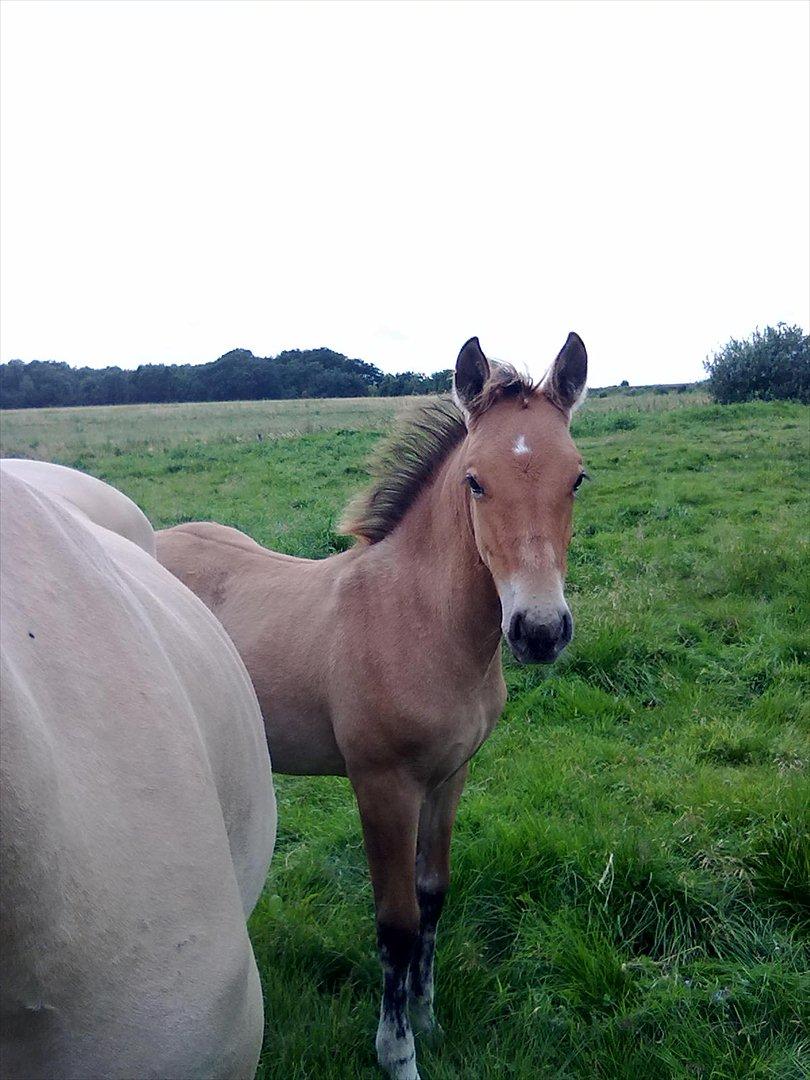 Anden særlig race Frk. Smilla billede 11