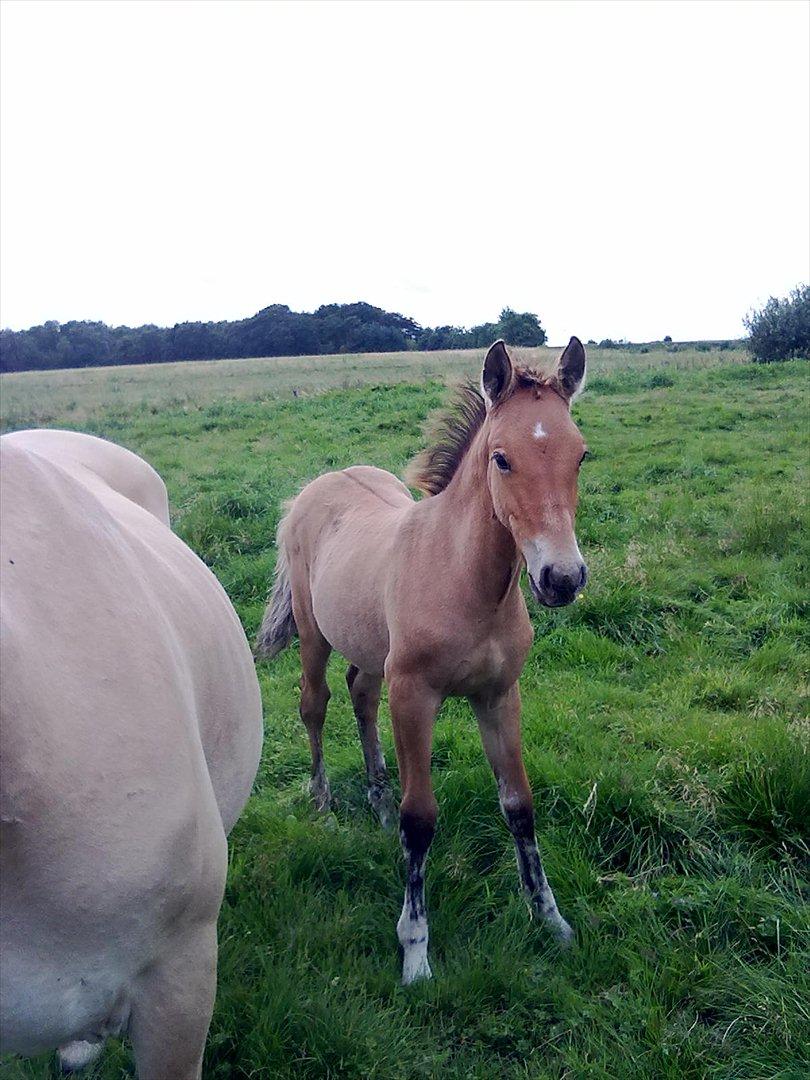 Anden særlig race Frk. Smilla billede 12