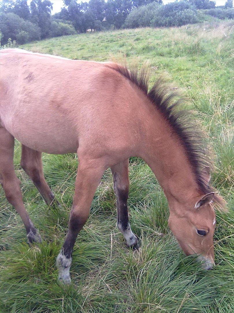 Anden særlig race Frk. Smilla billede 13