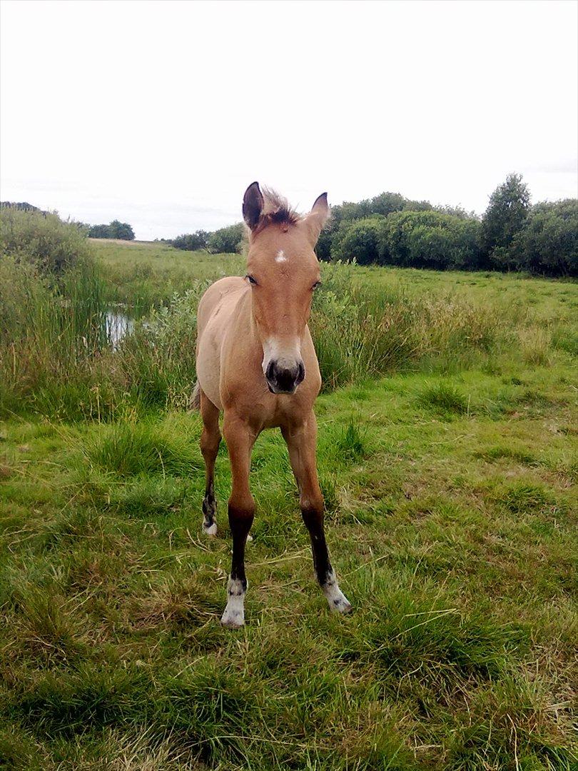 Anden særlig race Frk. Smilla billede 14