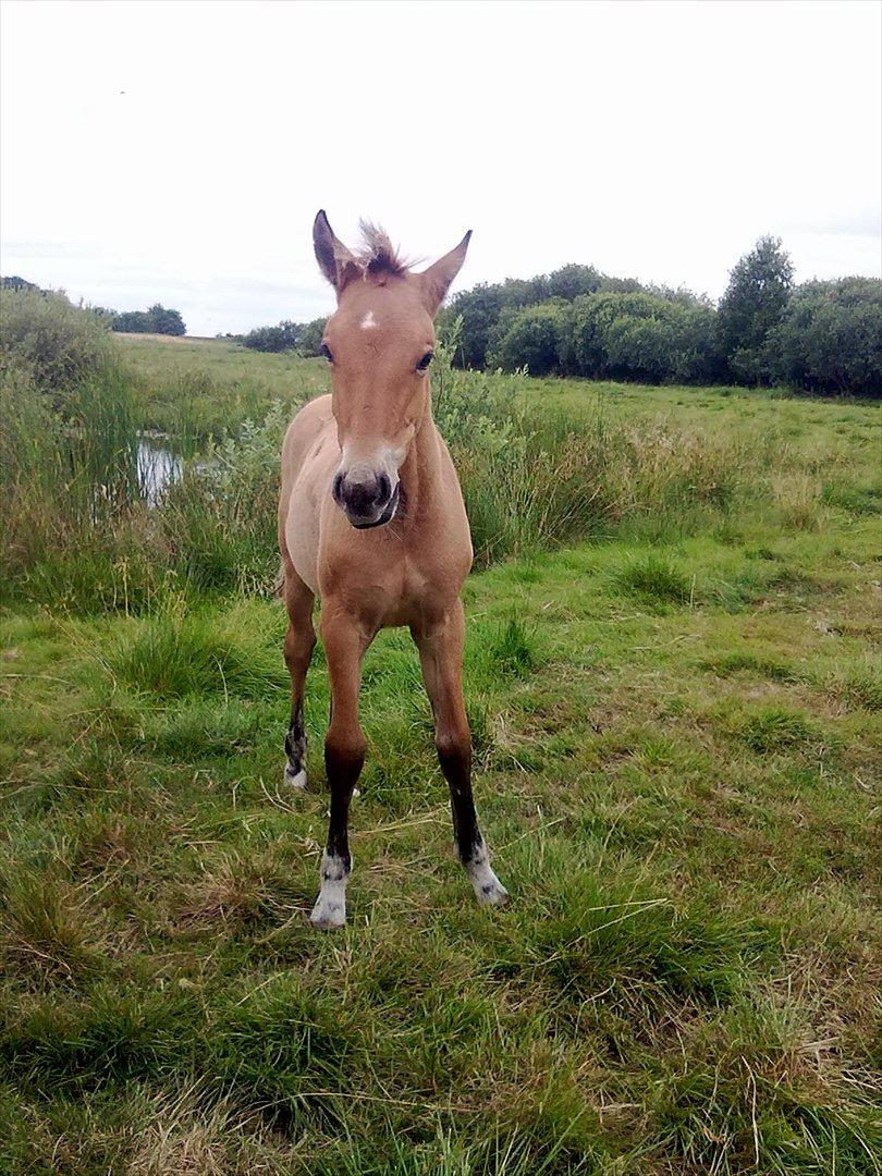 Anden særlig race Frk. Smilla billede 15
