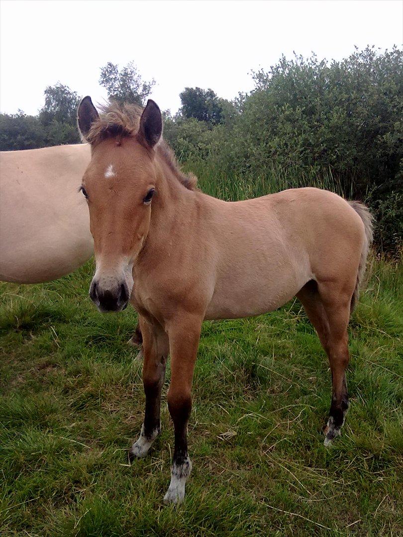 Anden særlig race Frk. Smilla billede 16