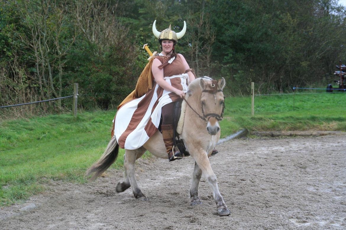 Fjordhest marster - kostume ridning billede 17