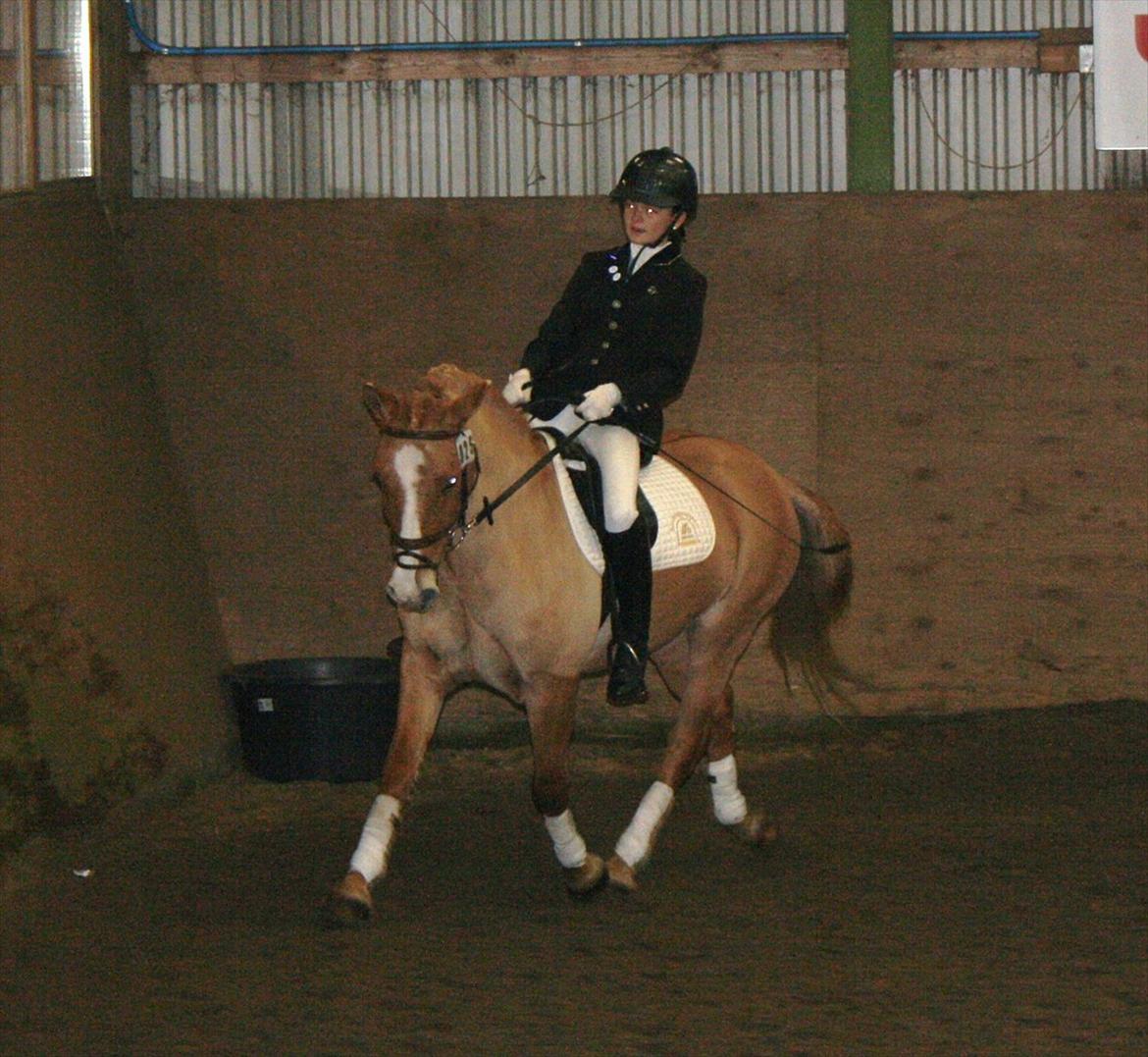 Anden særlig race Buster (Goise) - Beklager kvalitet.(= 
Klubstævne SHR LC1 2.plads
November 2011

Taget af Edita. billede 18