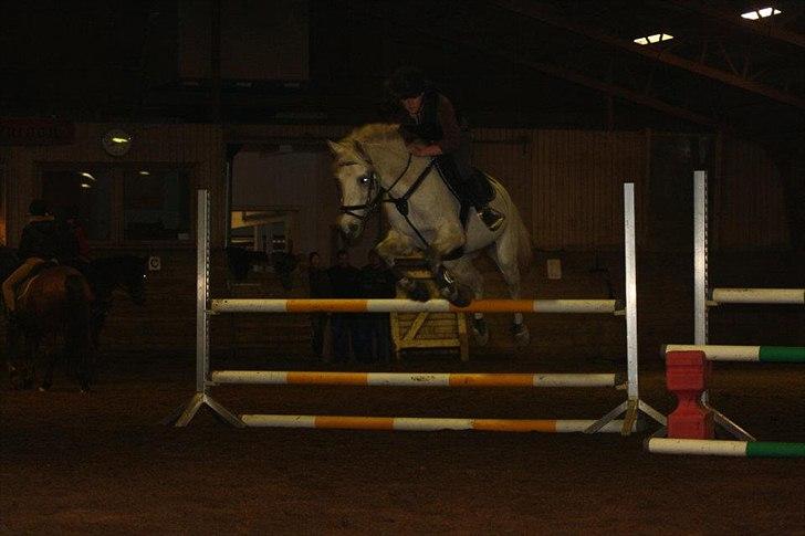 Anden særlig race Silver - Springning. billede 9