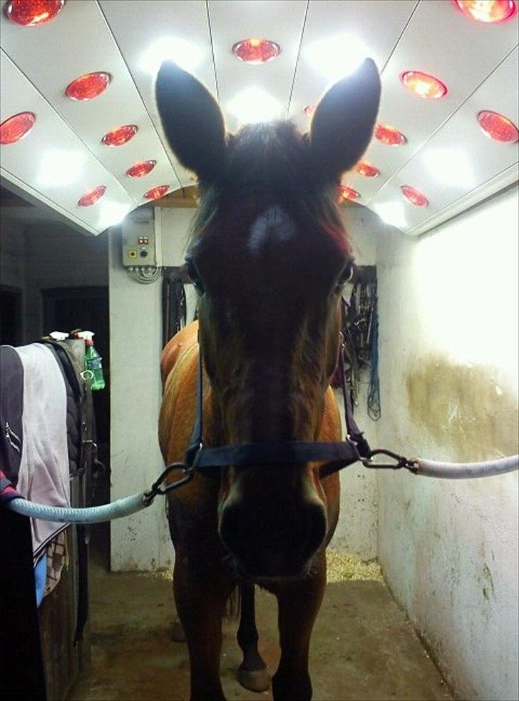 Tysk Varmblod Bjerglunds Wiska - Bjerglunds Wiska med de store ører, som hun har efter sin mor billede 4