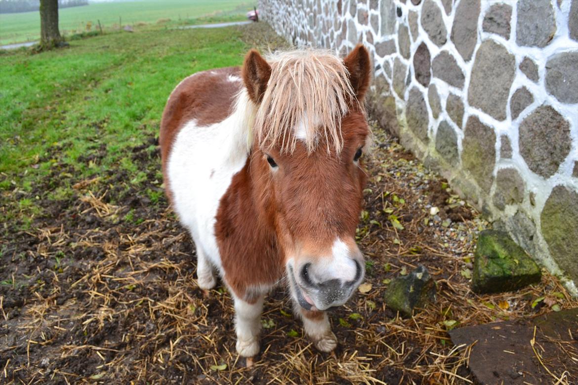 Shetlænder Nicky billede 7